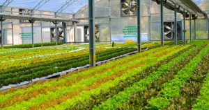 BeGreen no Shopping da Aliansce Sonae