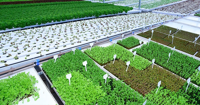 Estufa da BeGreen com hortaliças no Passeio das Águas Shopping